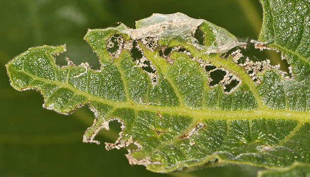 Choreutis nemorata