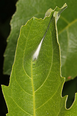 Choreutis nemorata