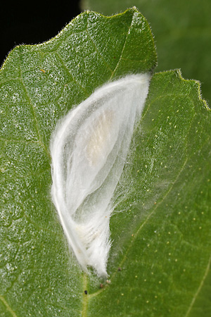 Choreutis nemorata