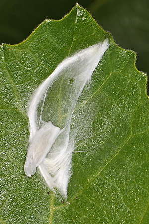 Choreutis nemorata