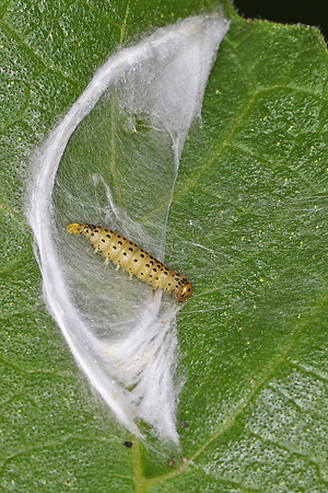 Choreutis nemorata