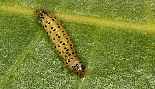 Choreutis nemorata