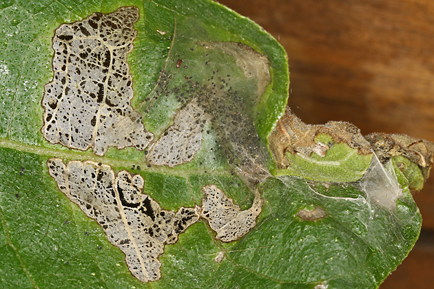 Choreutis nemorata