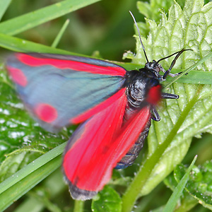 Tyria jacobaeae