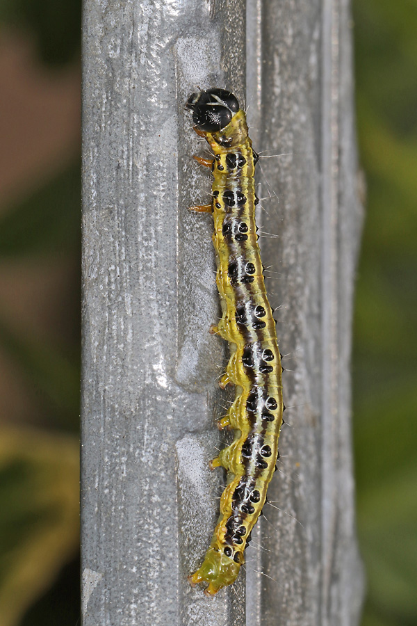 Cydalima perspectalis 