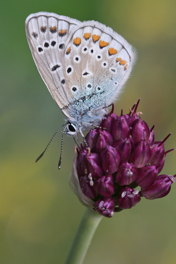Polyommatus icarus