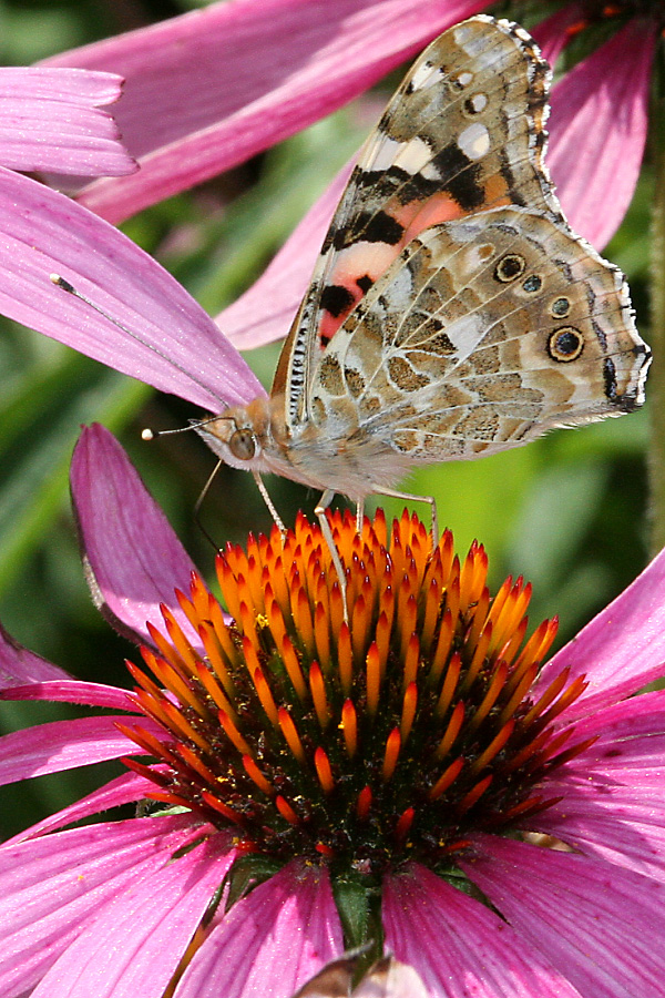 Vanessa cardui