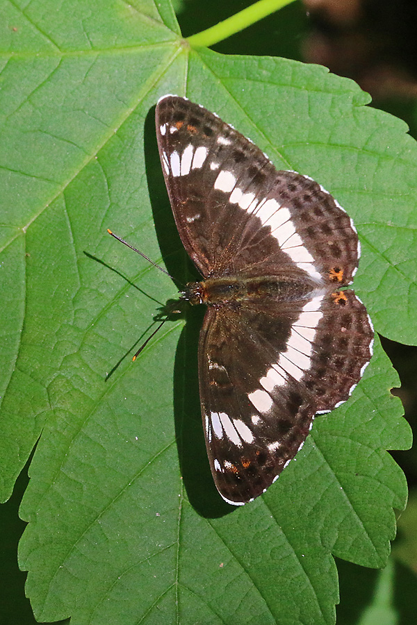 Limenitis camilla