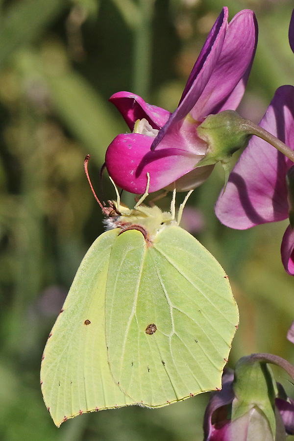 Gonepteryx rhamni