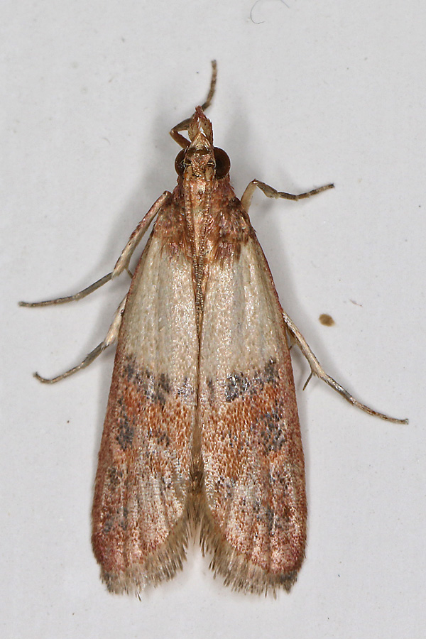 Plodia interpunctella