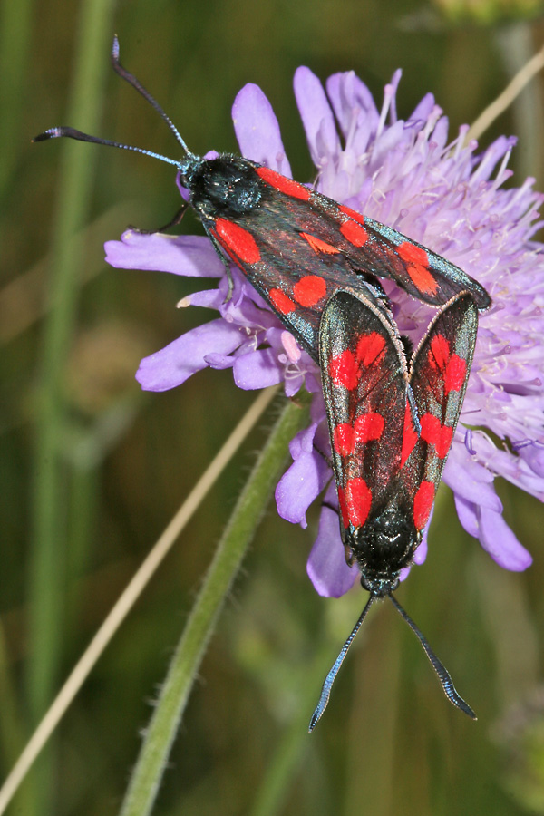 Zygaena filipendulae