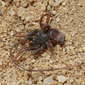 Ameisenlöwe: Spinne als Beute Ameisenlöwe: Spinne als Beute