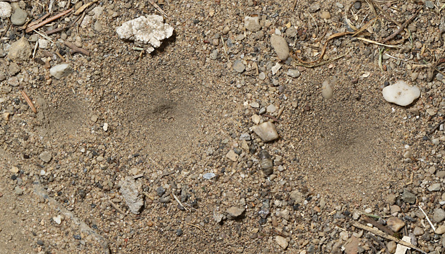 Myrmeleon formicarius