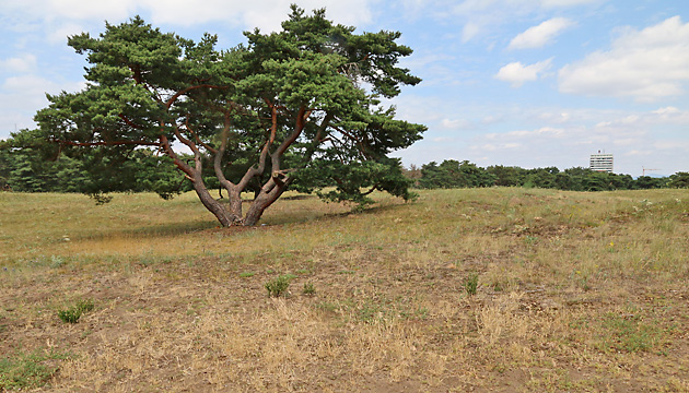 Mainzer Sand: Ameisenlöwen-Habitat (7.7.2019) Mainzer Sand