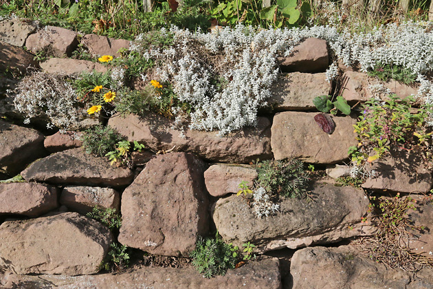 Bepflanzte Trockenmauer