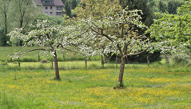 Streuobstwiese