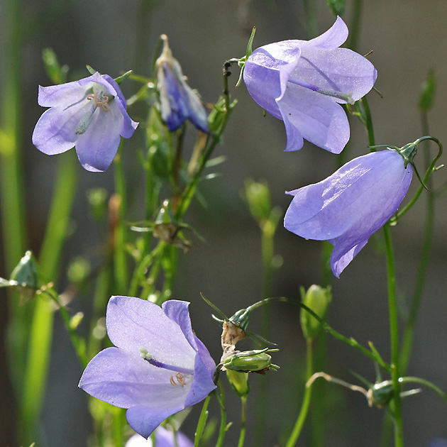 Campanula rotundifolia
