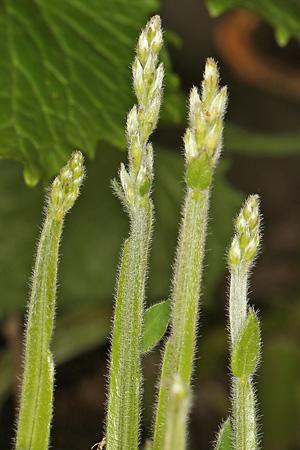 Genista sagittalis
