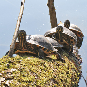 Trachemys scripta scripta