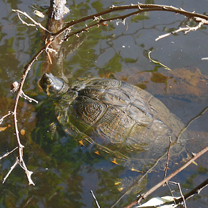 Trachemys scripta scripta