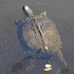 Trachemys scripta scripta