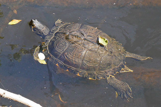 Trachemys scripta scripta