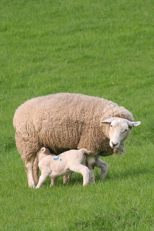 S&auml;ugendes Hausschaf