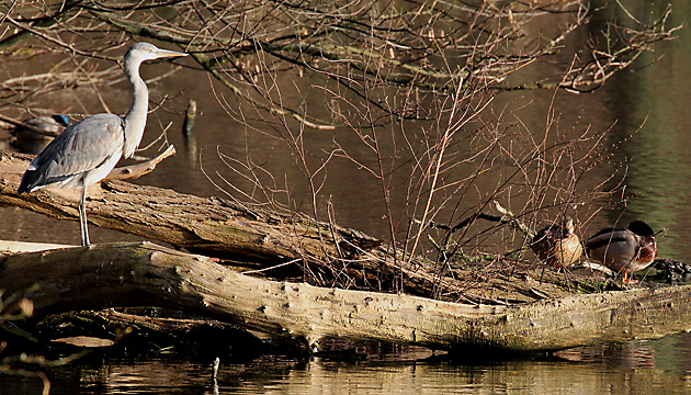 Graureiher (Ardea cinerea)