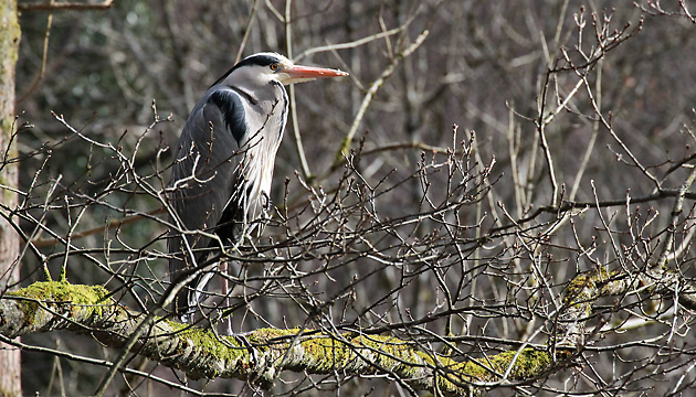 Graureiher (Ardea cinerea)