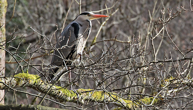 Graureiher (Ardea cinerea)