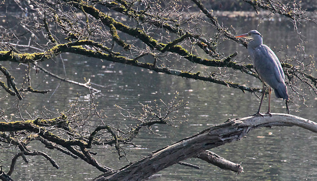 Graureiher (Ardea cinerea)