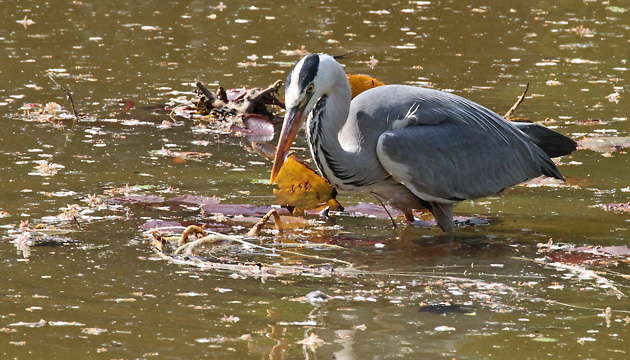 Graureiher mit Fisch