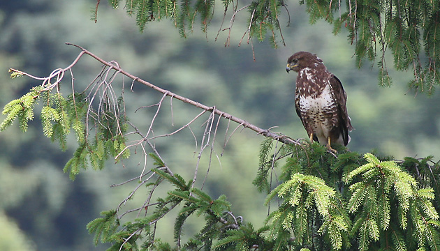 M&auml;usebussard (Buteo buteo)