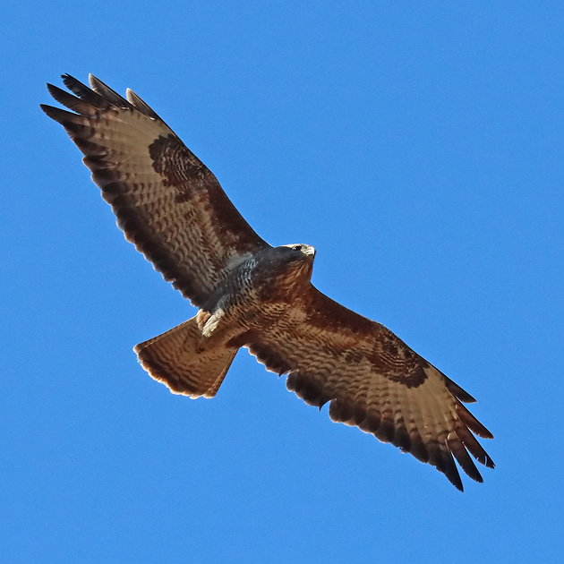 M&auml;usebussard, intermedi&auml;re Morphe