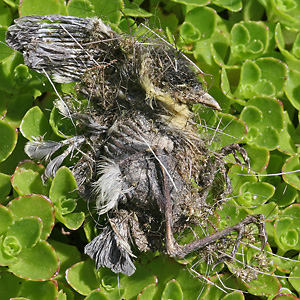 Totes Blaumeisen-Junges