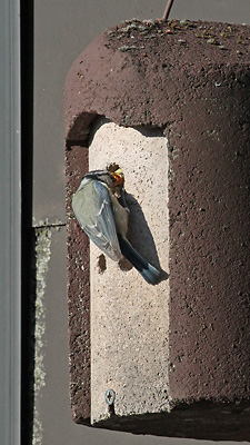 Totes Blaumeisen-Junges