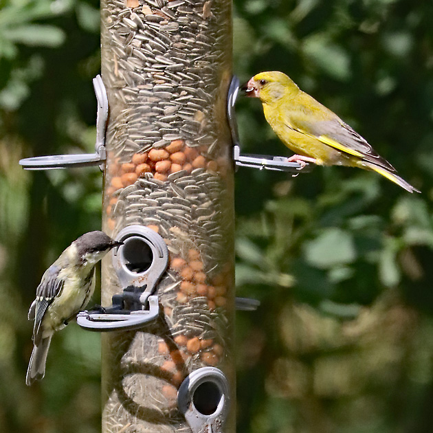Gr&uuml;nfink, Gr&uuml;nling