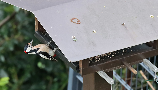 Buntspecht am Futterhaus