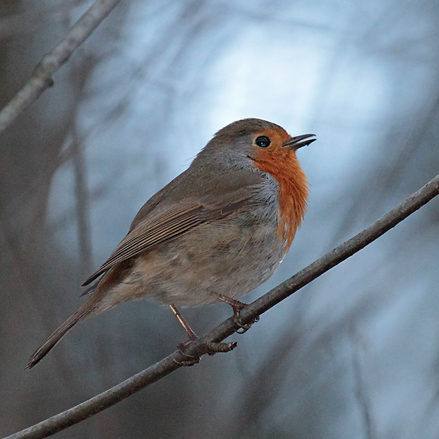 Rotkehlchen (Erithacus rubecula)
