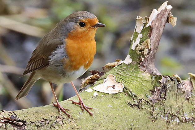 Rotkehlchen (Erithacus rubecula)