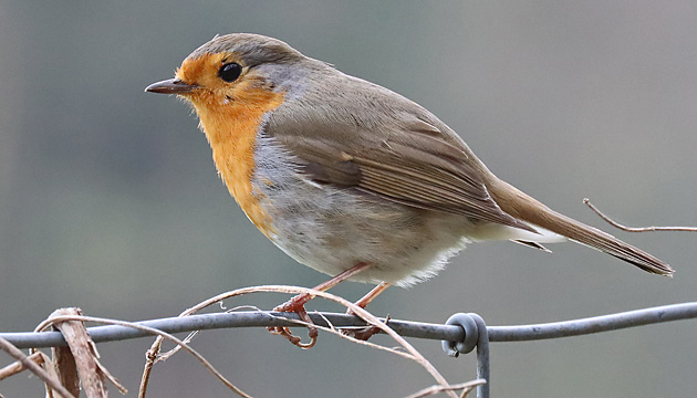 Rotkehlchen (Erithacus rubecula)