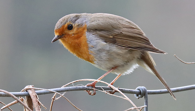 Rotkehlchen (Erithacus rubecula)