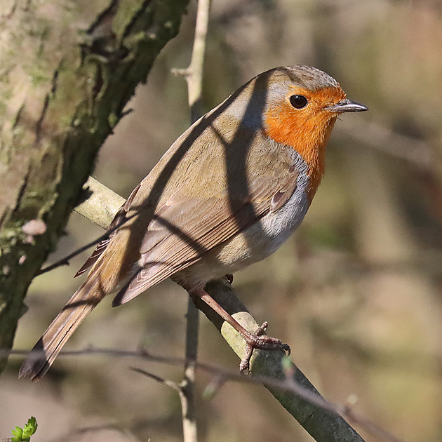 Rotkehlchen (Erithacus rubecula)
