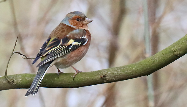 Fringilla coelebs, M