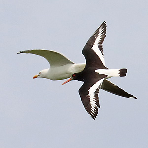 Fliegender Austernfischer