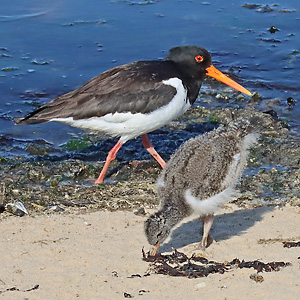 Austernfischer mit Jungvogel