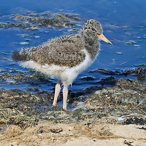 Austernfischer: Jungvogel