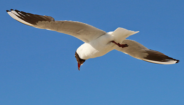 Lachm&ouml;we (Larus ridibundus)