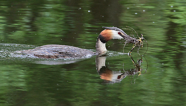 Haubentaucher-M. bringt Nistmaterial