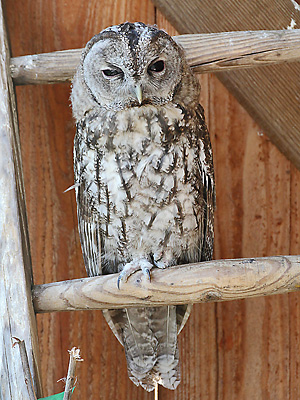 Steinkauz (Strix aluco)